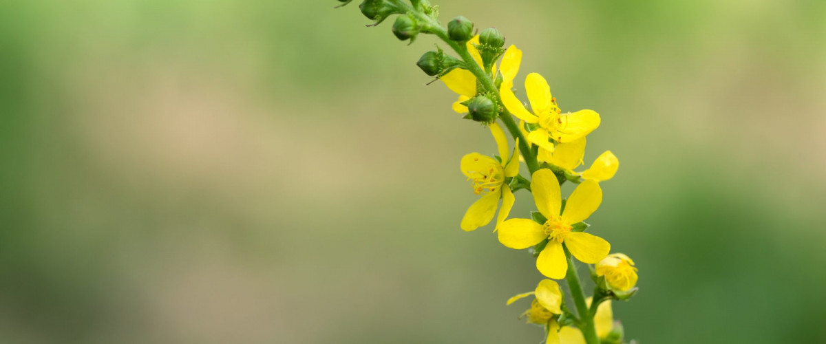 Bachblüte Agrimony