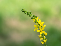 1 Agrimony