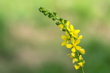 1 Agrimony