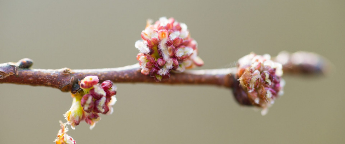 Bachblüte Elm