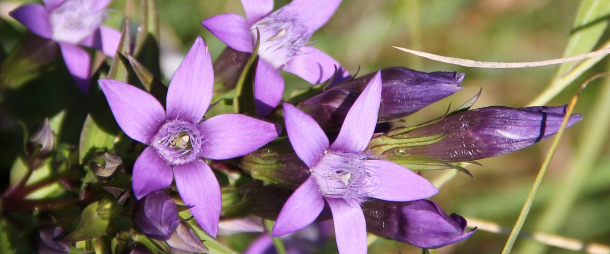 Bachblüte Gentian