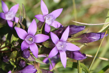 12 Gentian