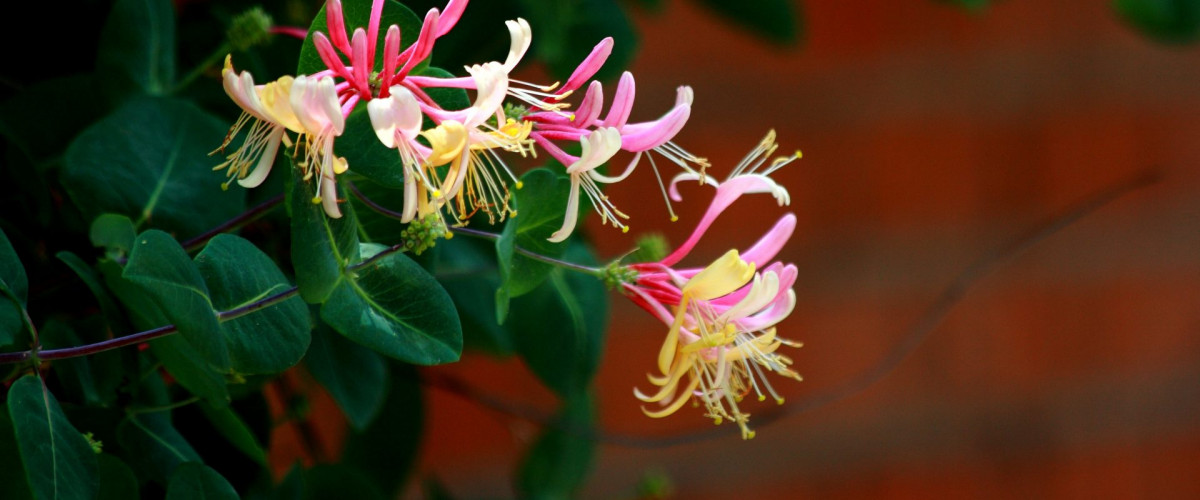 Bachblüte Honeysuckle