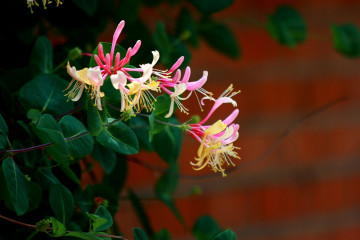 16 Honeysuckle