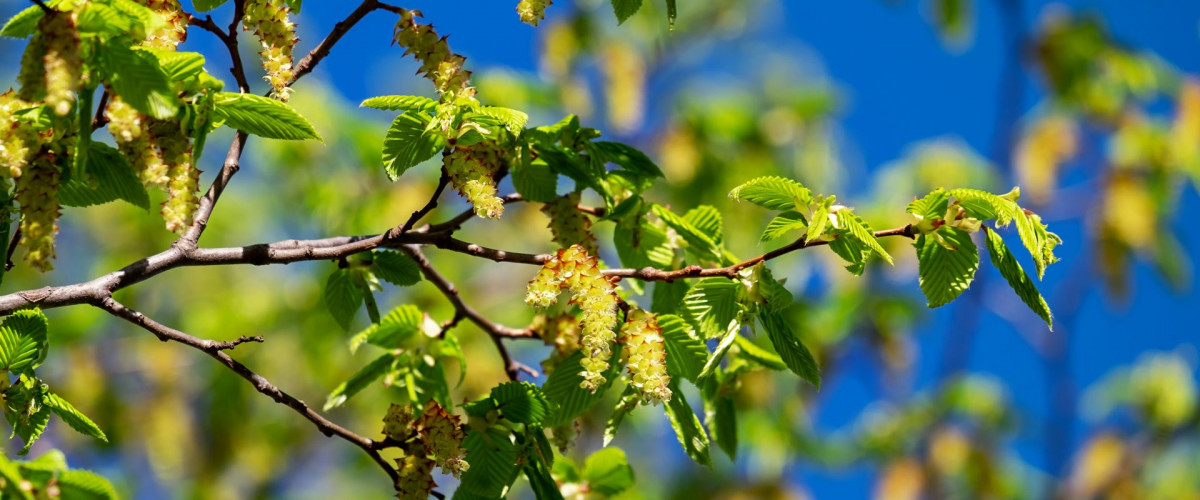 Bachblüte Hornbeam