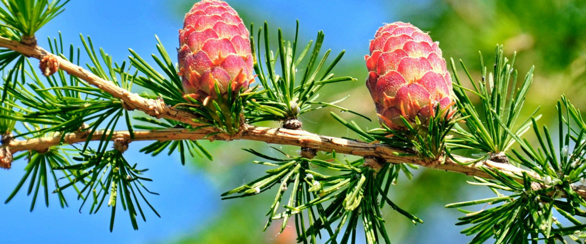 Bachblüte Larch