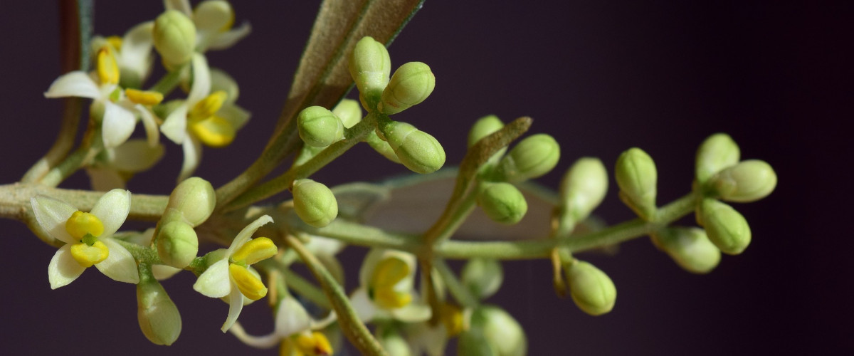 Bachblüte Olive