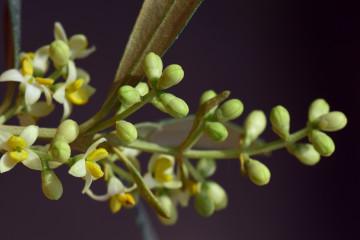 23 Olive