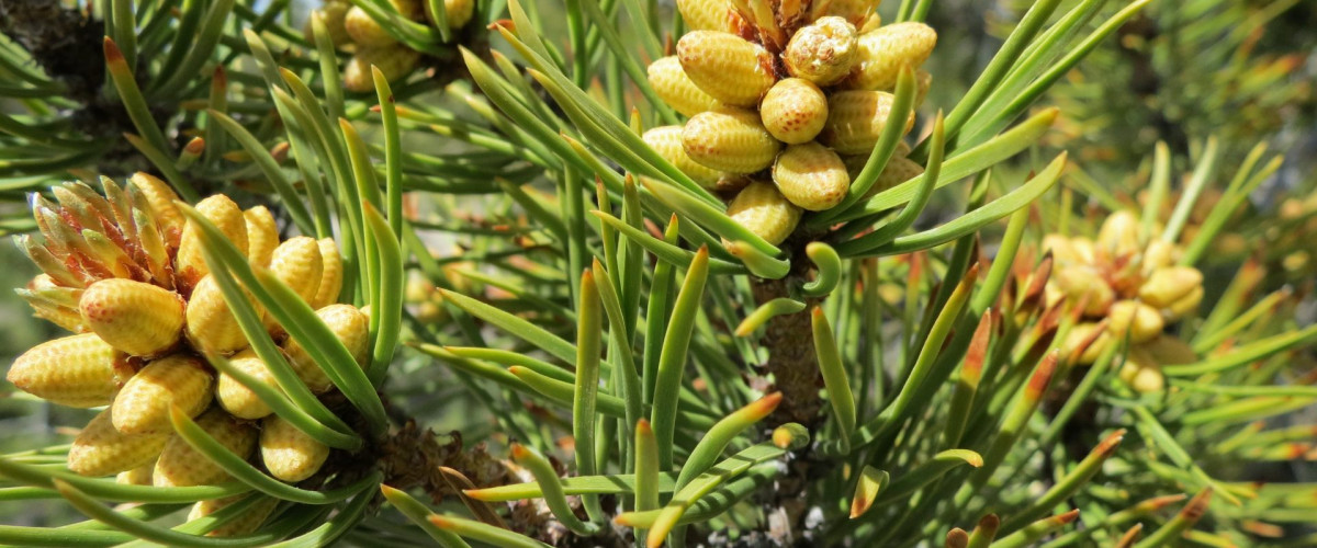 Bachblüte Pine