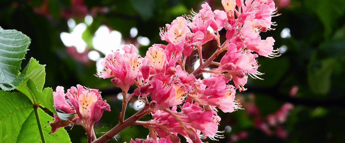 Bachblüte Red Chestnut