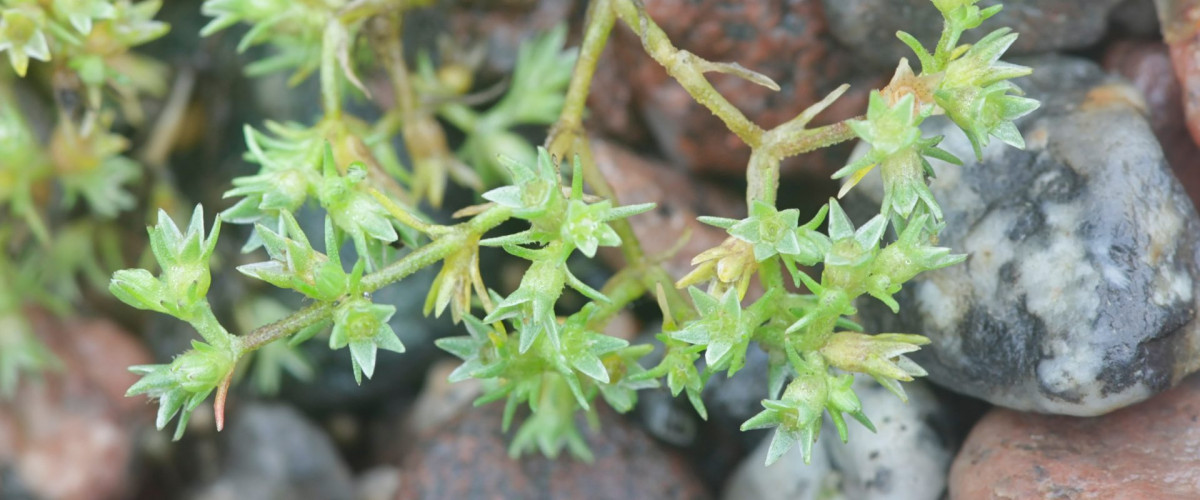 Bachblüte Scleranthus