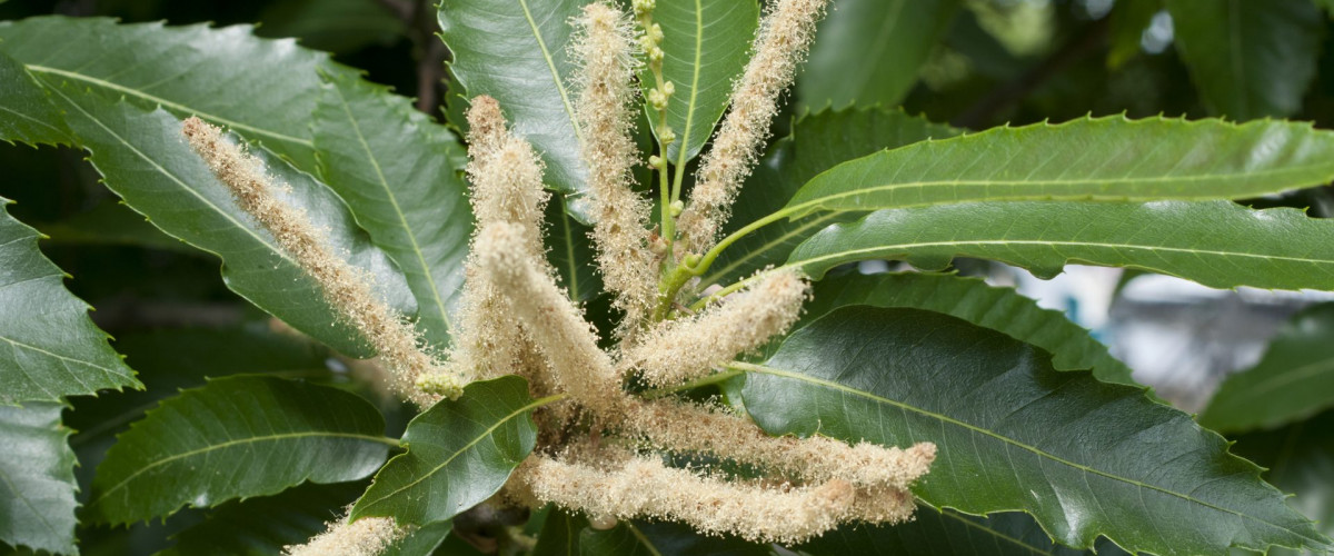 Bachblüte Sweet Chestnut