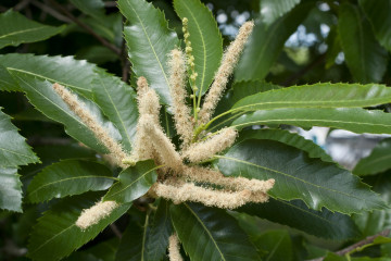 30 Sweet Chestnut
