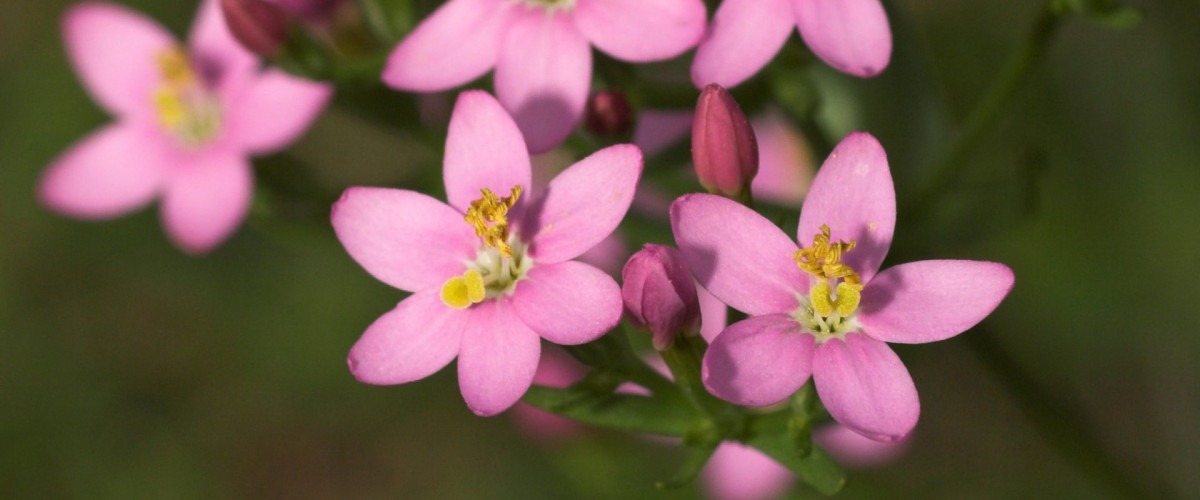 Echtes Tausendgüldenkraut - Centaurium erythraea