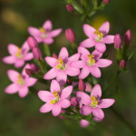 4 Centaury