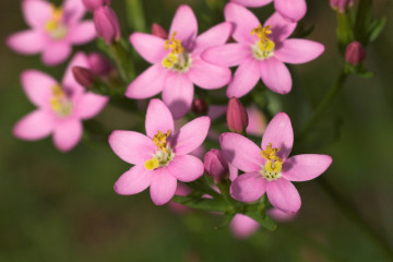 4 Centaury