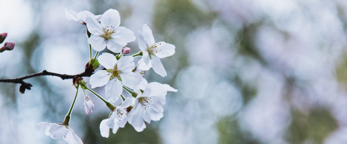 Bachblüte Cherry Plum