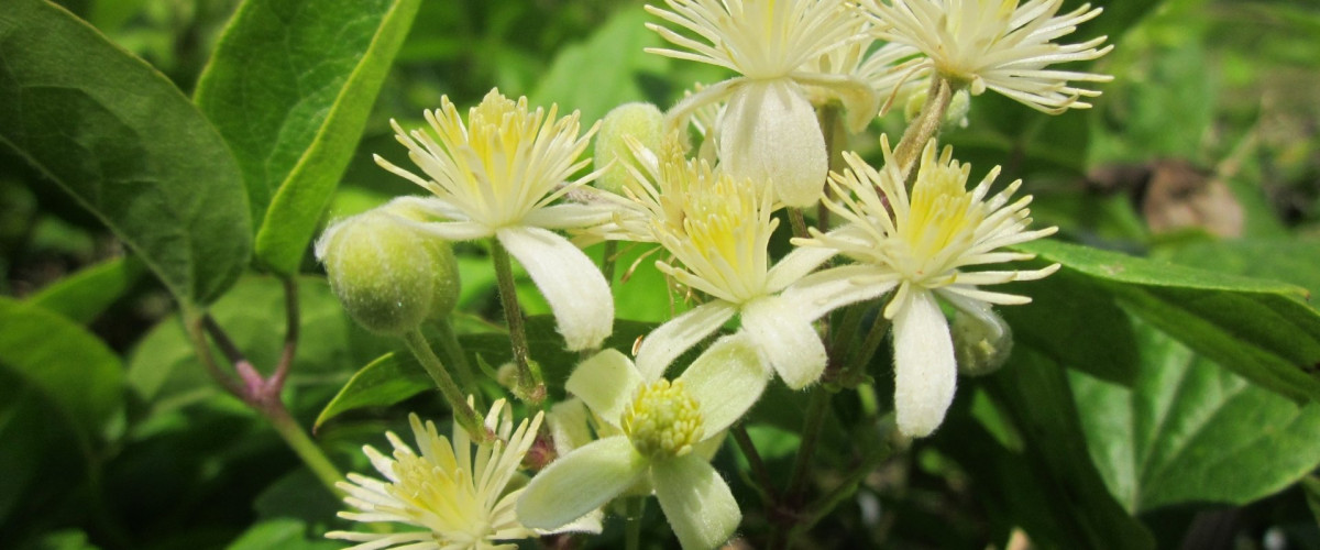 Bachblüte Clematis