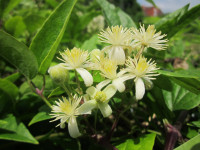 9 Clematis