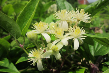 9 Clematis