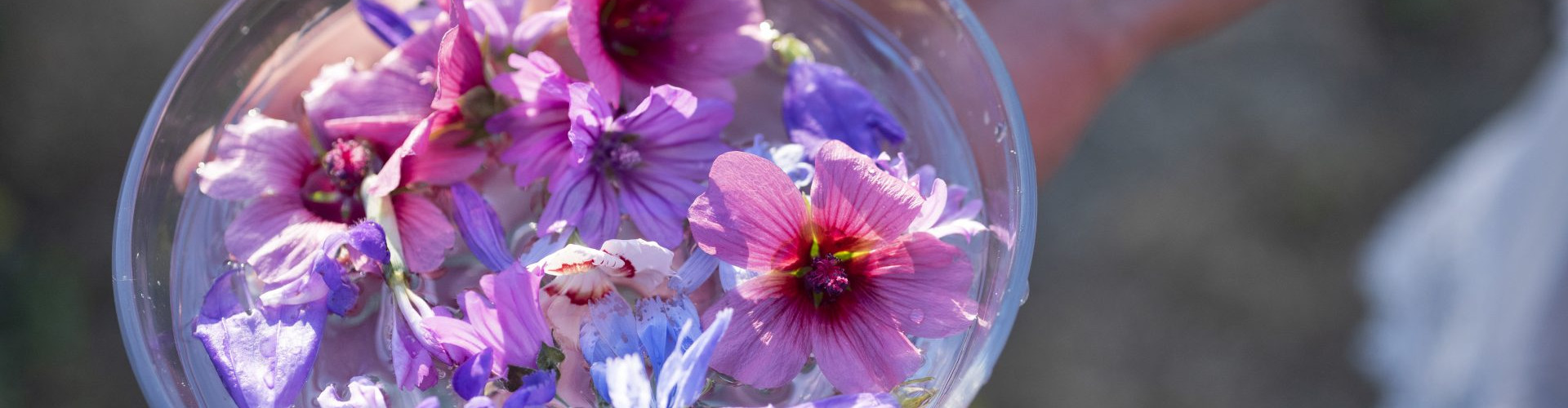 Bachblüten Essenzen im Wasser