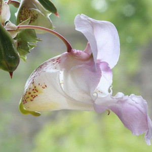 Bachblüte Impatiens