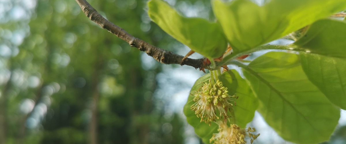 Bachblüte Beech