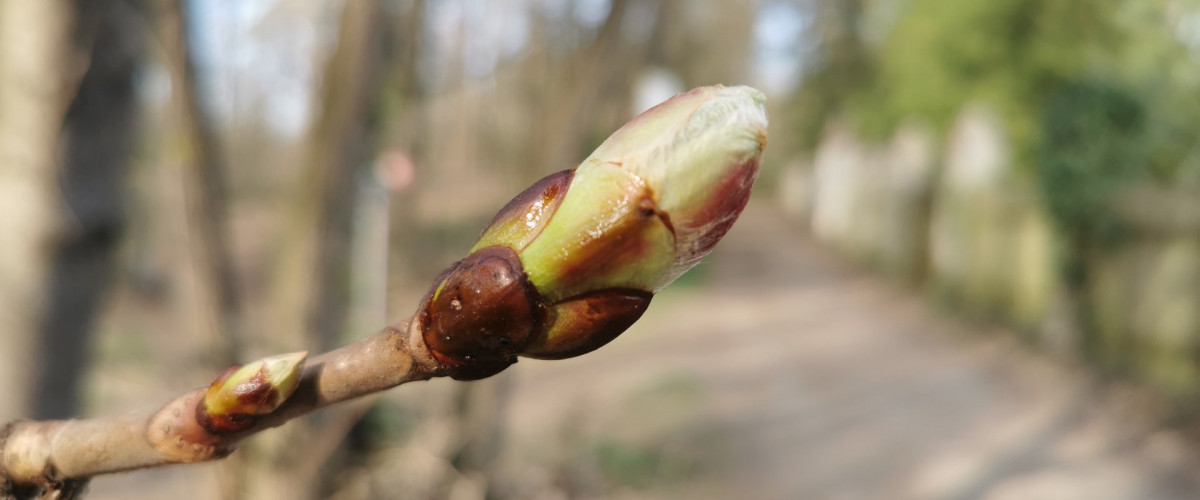 Bachblüte Chestnut Bud