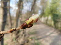 7 Chestnut Bud