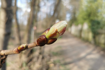 7 Chestnut Bud