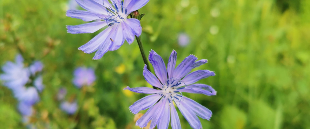 Bachblüte Chicory