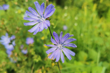 8 Chicory