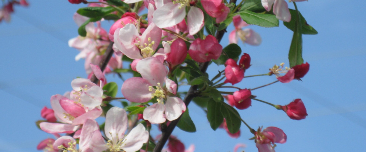 Bachblüte Crab Apple