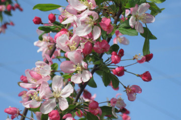 10 Crab Apple | Bildrechte: Pixabay