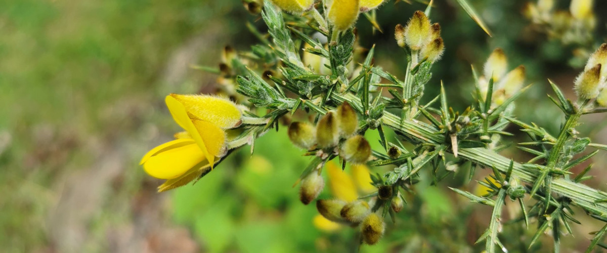 Bachblüte Gorse