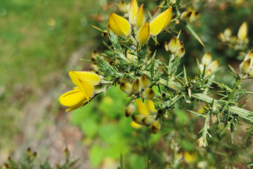 13 Gorse