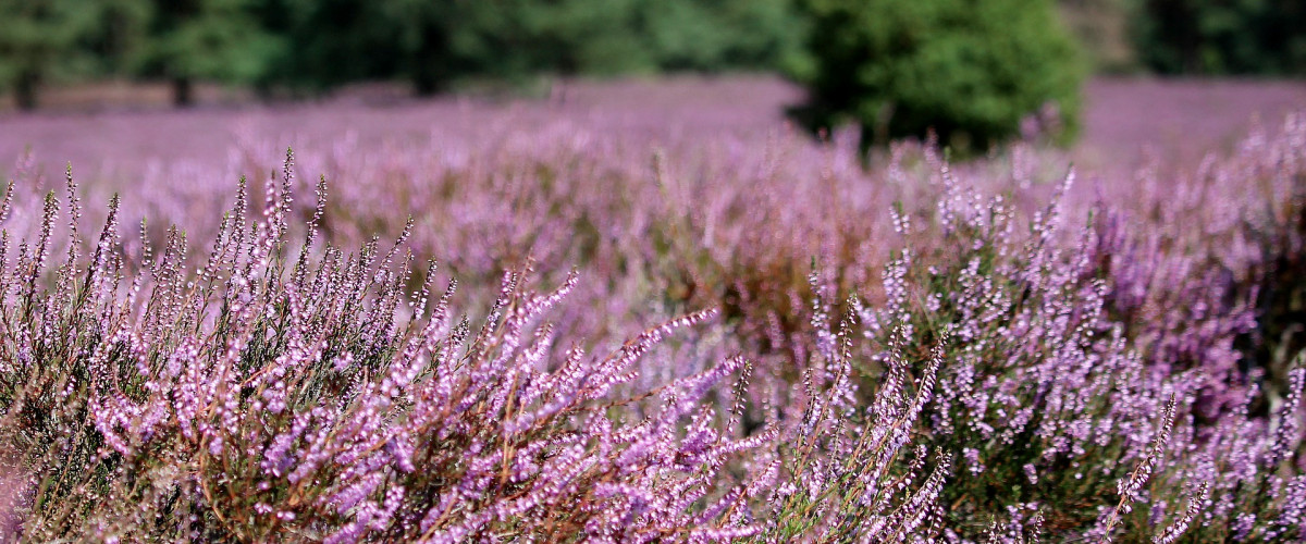 Bachblüte Heather