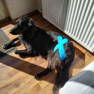 BaBlü® Tierpraxis Bregenz - Hund