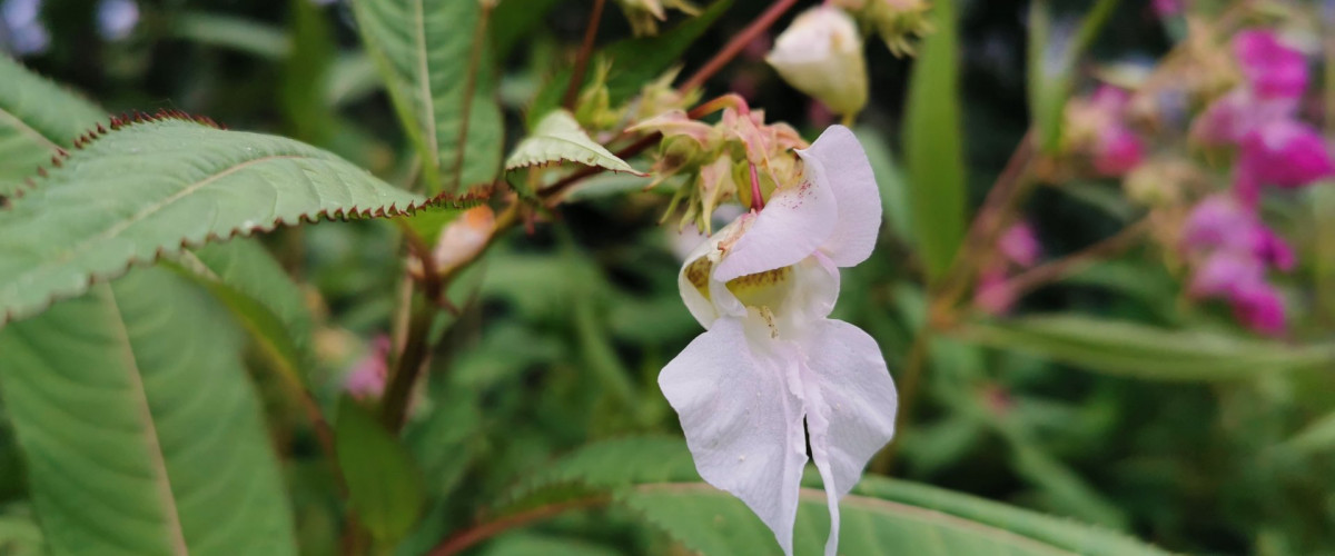 Bachblüte Impatiens