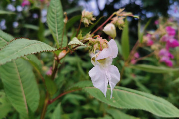 18 Impatiens