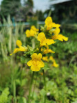 20 Mimulus