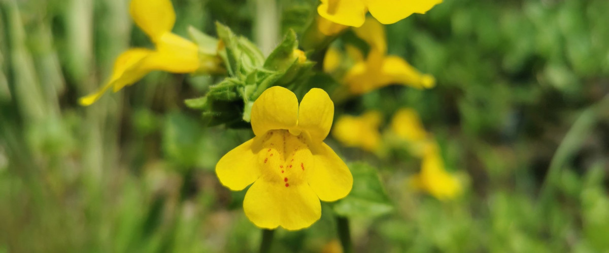 Bachblüte Mimulus