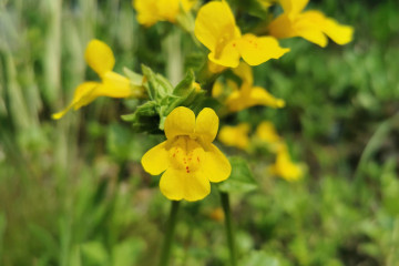 20 Mimulus