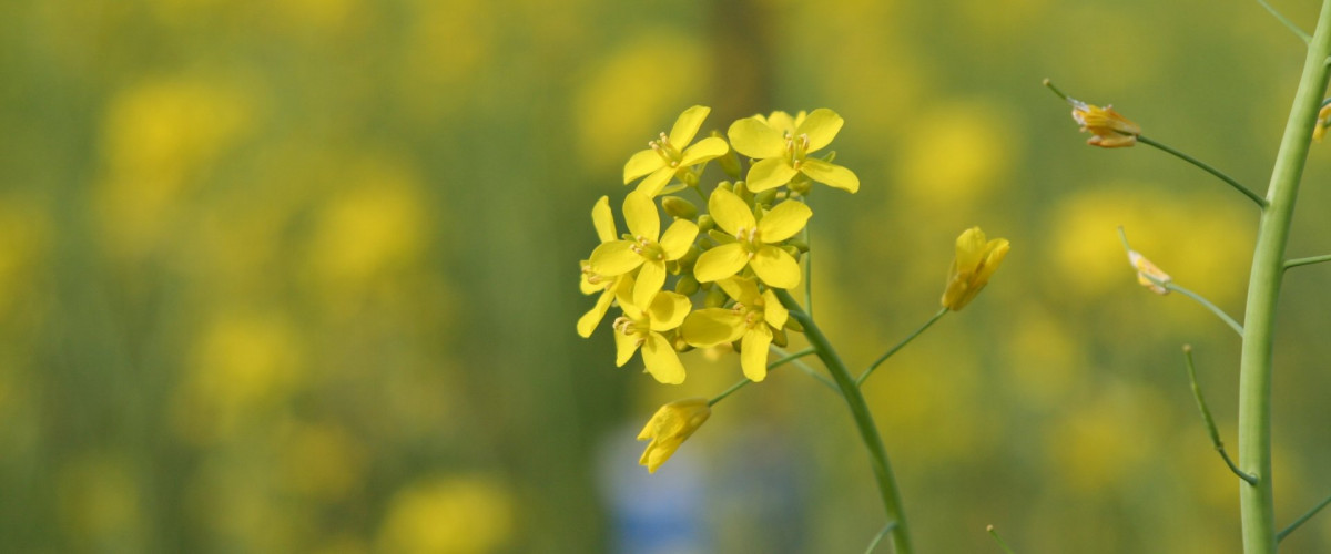 Bachblüte Mustard