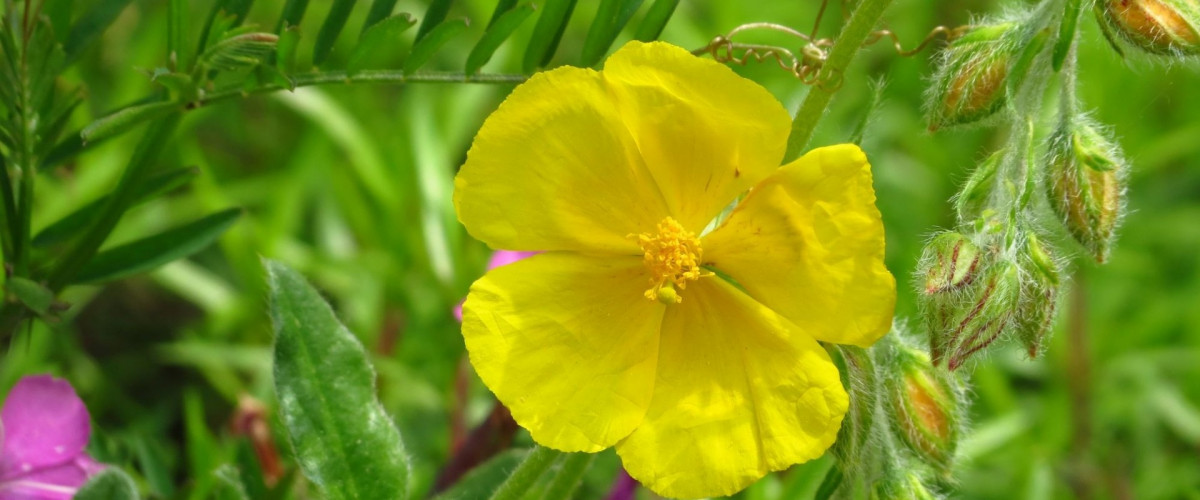 Bachblüte Rock Rose