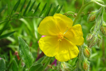 26 Rock Rose