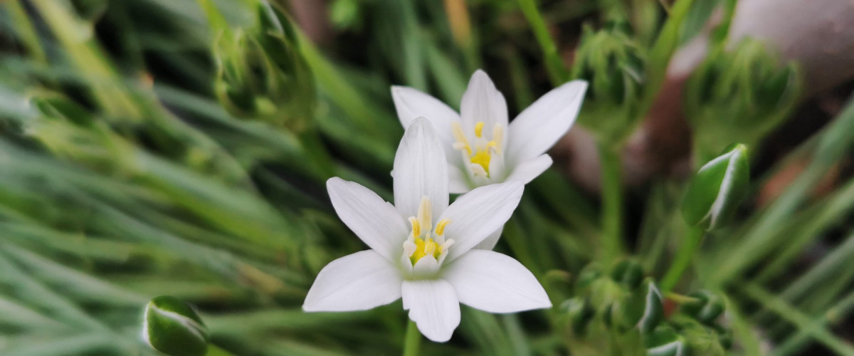 Bachblüte Star of Bethlehem