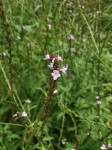 31 Vervain