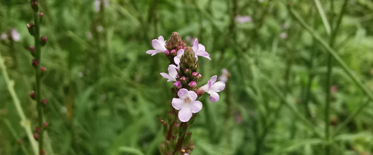 Bachblüte Vervain