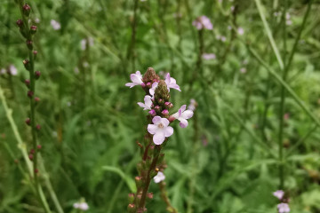 31 Vervain